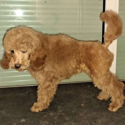 Alles rund um den Pudel-Beitrag-Bild