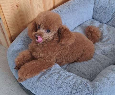 Alles rund um den Pudel-Beitrag-Bild