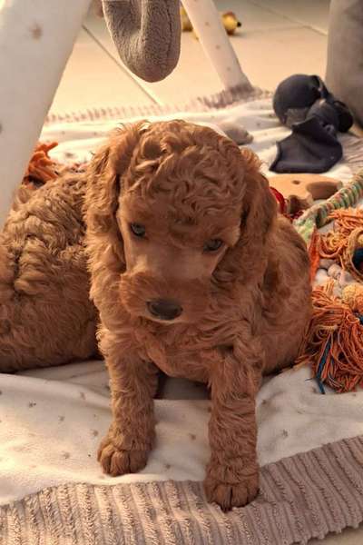 Alles rund um den Pudel-Beitrag-Bild