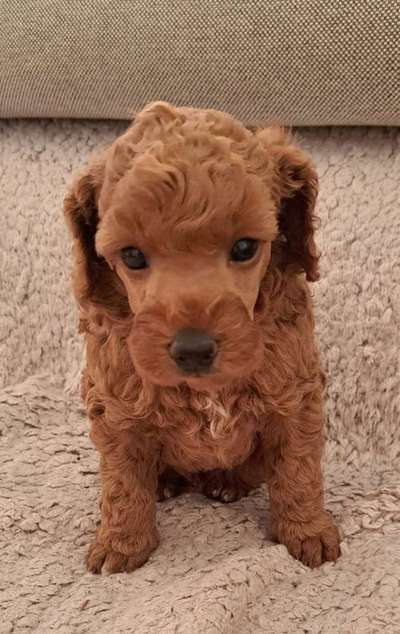 Alles rund um den Pudel-Beitrag-Bild