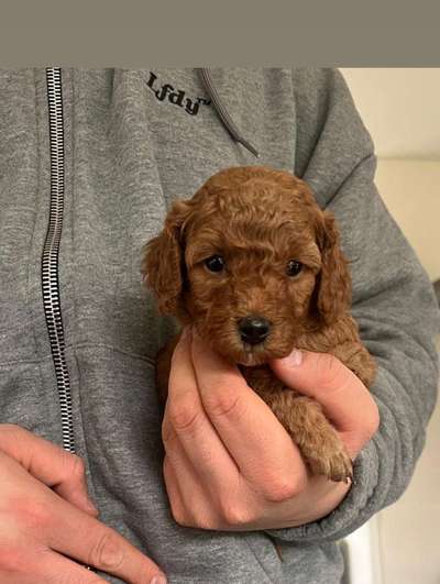 Alles rund um den Pudel-Beitrag-Bild