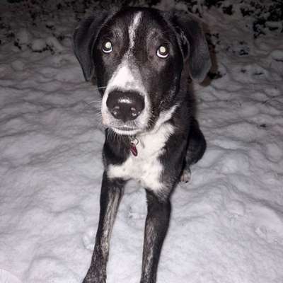 Hundetreffen-Gassi treff-Bild