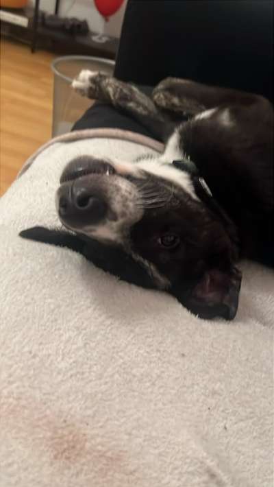 Hundetreffen-Social walk/ sozialisierung-Bild