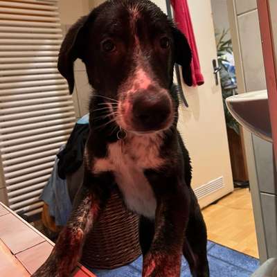 Hundetreffen-Gassi training/ playdates-Bild