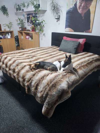 Darf der Hund bei Euch im Bett schlafen?-Beitrag-Bild
