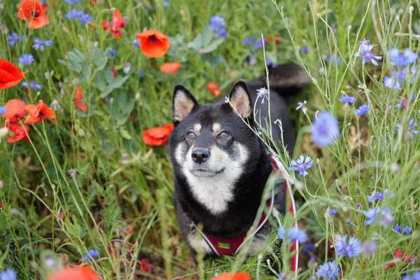 Hundetreffen-Gemeinsamer Spaziergang Weilrod und Umgebung-Bild