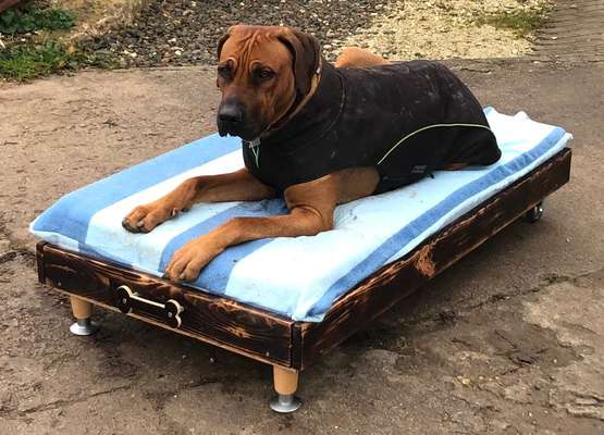 Rhodesian Ridgeback-Beitrag-Bild
