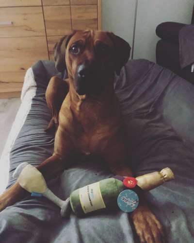 Rhodesian Ridgeback-Beitrag-Bild