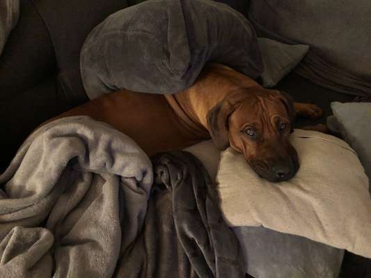 Rhodesian Ridgeback-Beitrag-Bild