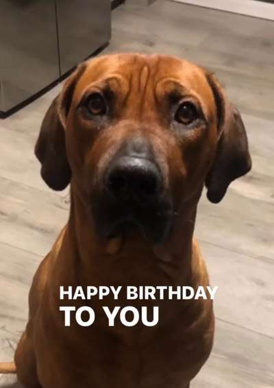 Rhodesian Ridgeback-Beitrag-Bild