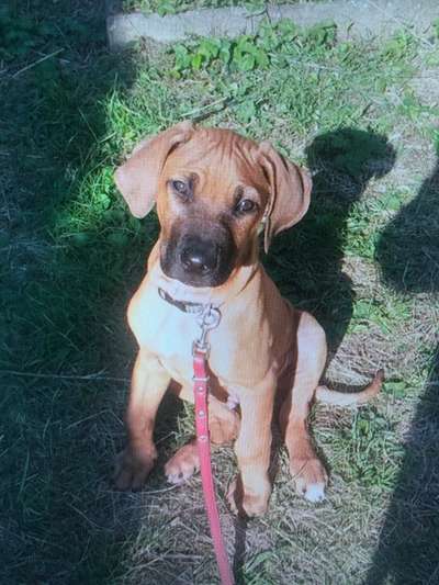 Rhodesian Ridgeback-Beitrag-Bild