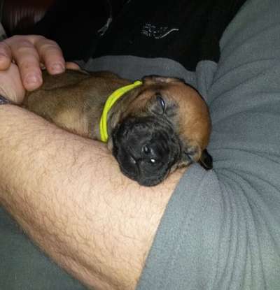 Rhodesian Ridgeback-Beitrag-Bild