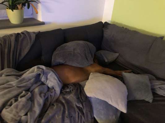 Rhodesian Ridgeback-Beitrag-Bild