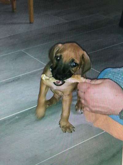 Rhodesian Ridgeback-Beitrag-Bild