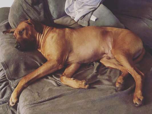 Rhodesian Ridgeback-Beitrag-Bild