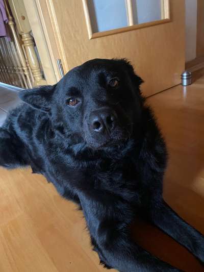 TierschutzhundeStammtisch🐕-Beitrag-Bild