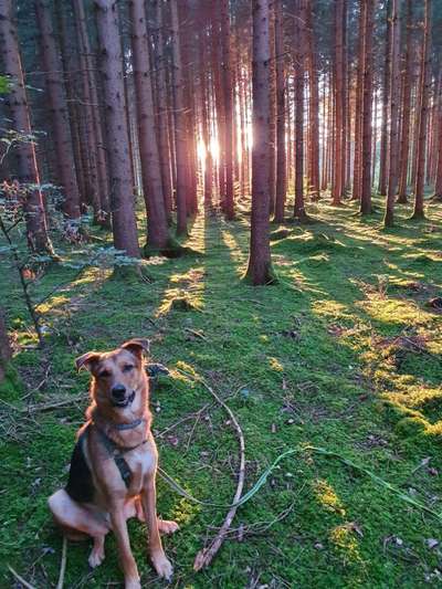 Hundetreffen-Gassirunde + Unternehmungen-Bild