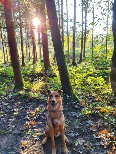 Foto -Challenge  Thema : Dein Hund Im Wald-Beitrag-Bild