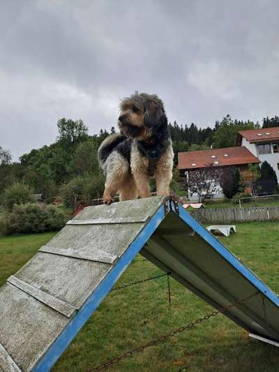 Mischlingshunde Foto Aufruf-Beitrag-Bild