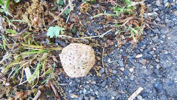 Giftköder-Mögliche Giftköder-Bild