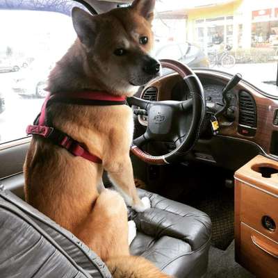 Hundetreffen-Junghunde treffen in Garten.-Bild