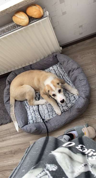 Mischlinge raten - Rätselspaß-Beitrag-Bild