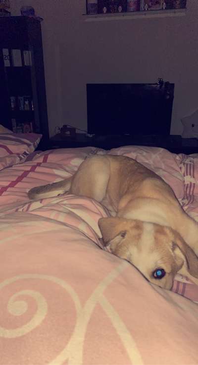 Wie heißt dein Hund?-Beitrag-Bild