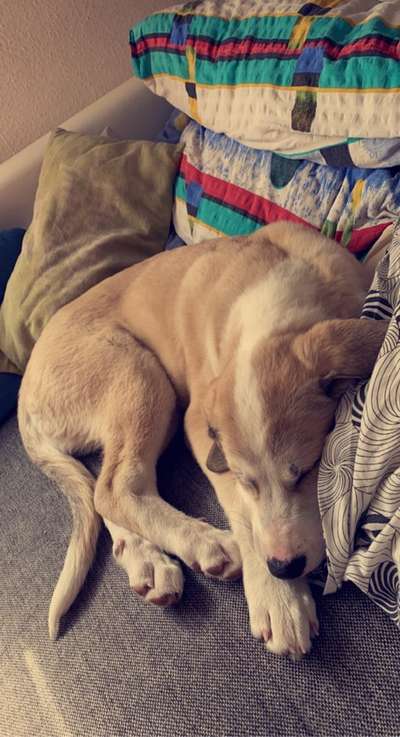 Welpen Bilder !-Beitrag-Bild