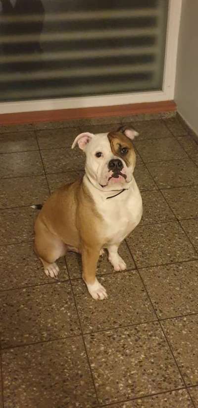 Olde English Bulldogge-Beitrag-Bild