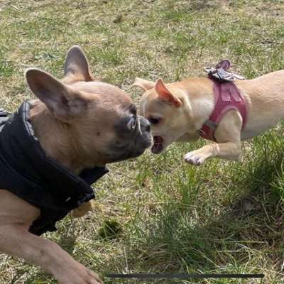 Hundetreffen-WhatsApp Welpengruppe wer mag dabei sein?🥰-Bild