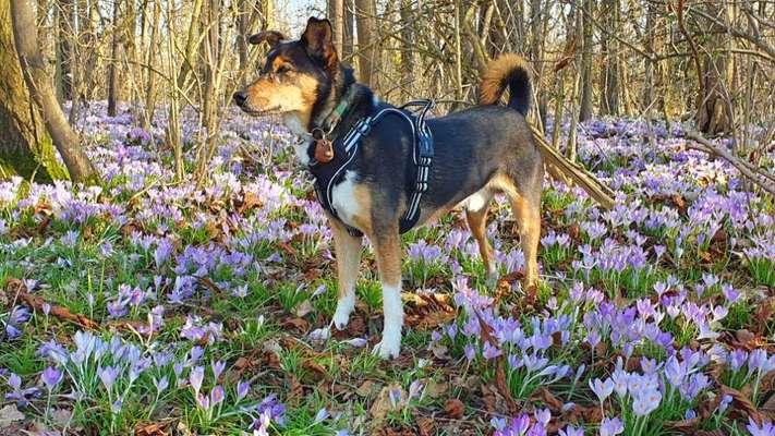 Die Dogorama Monats Challenge "Es grünt und blüht"-Beitrag-Bild