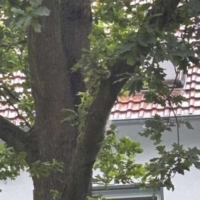 Giftköder-Eichen-Prozessionsspinner-Bild