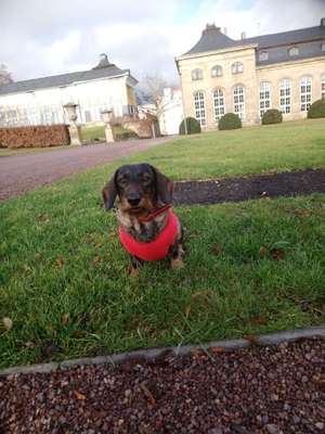 Hundeauslaufgebiet-Orangerie, Schloss Friedenstein-Bild