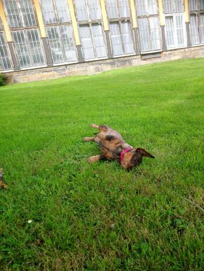 Die Dogorama Wochen Challenge-Beitrag-Bild