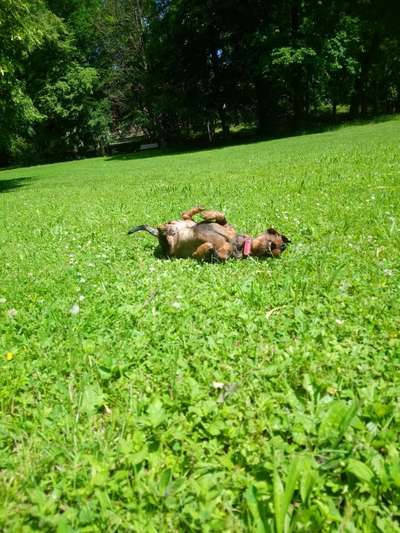 Die Dogorama Wochen Challenge-Beitrag-Bild