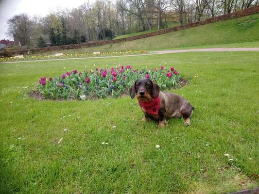 Rassen und ihre Eigenschaften-Beitrag-Bild
