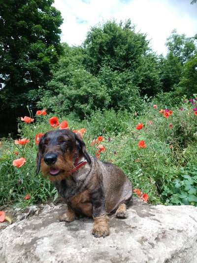 Die Dogorama Wochen Challenge: “Dein Hund im Urlaub”-Beitrag-Bild