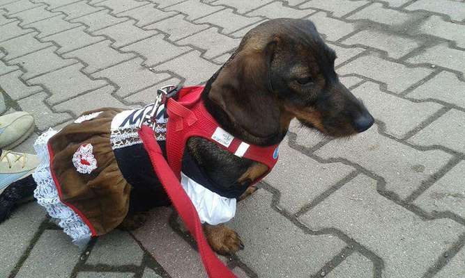 Die Dogorama Wochen Challenge-Beitrag-Bild