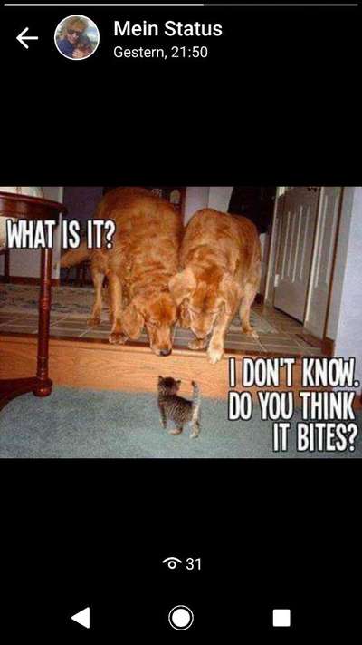 Hunde Memes-Beitrag-Bild