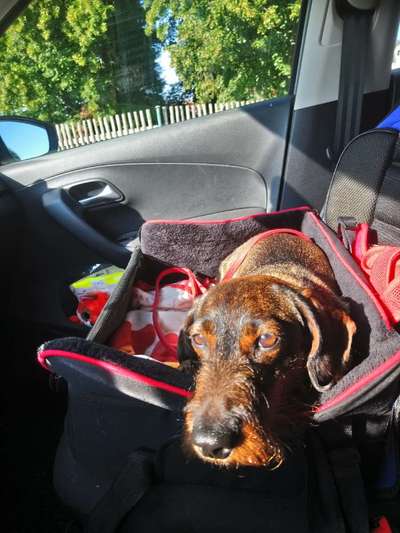 Die Dogorama Wochen Challenge-Beitrag-Bild