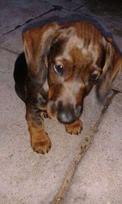 Ein neuer Hund nach dem Tod-Beitrag-Bild