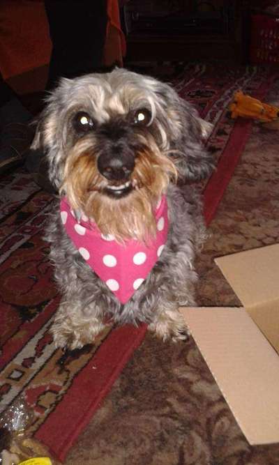 Ein neuer Hund nach dem Tod-Beitrag-Bild