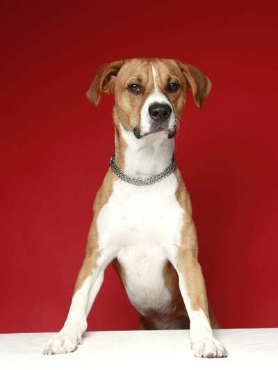 Mischlinge raten - Rätselspaß-Beitrag-Bild