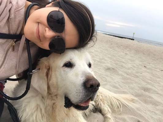 Hunde im Urlaub-Beitrag-Bild