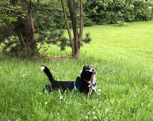 Fotochallenge No. 26                                     Wald und Wiese-Beitrag-Bild