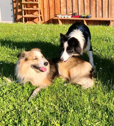 Zeigt mal eure border Collies :)-Beitrag-Bild