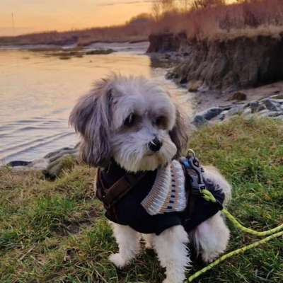 Hundetreffen-Mönchengladbach Venn, Holt, Hardt, Poeth-Bild
