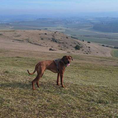Hundetreffen-Suche Rhodesian Ridgeback Treffen in und um Ingolstadt  !!!-Bild