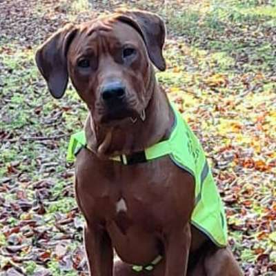 Hundetreffen-Ich,elf Monate alter Rhodesian Ridgeback,suche Spielfreunde NäheLenting !!!!-Bild