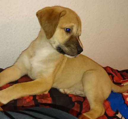 Welpen Bilder !-Beitrag-Bild